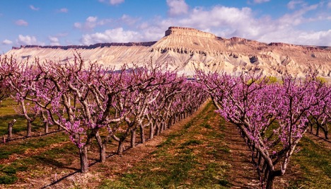Blooming Peach Orchards in Palisades CO