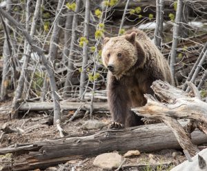 Montana’s Absaroka-Beartooth Wilderness, near Cooke City, provides vital grizzly bear habitat. Photo courtesy of Michael Garrity/AWR