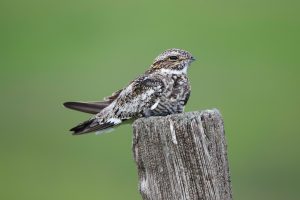 The common nighthawk nests on open ground and feeds primarily on insects. Photo courtesy of Matt Longabaugh