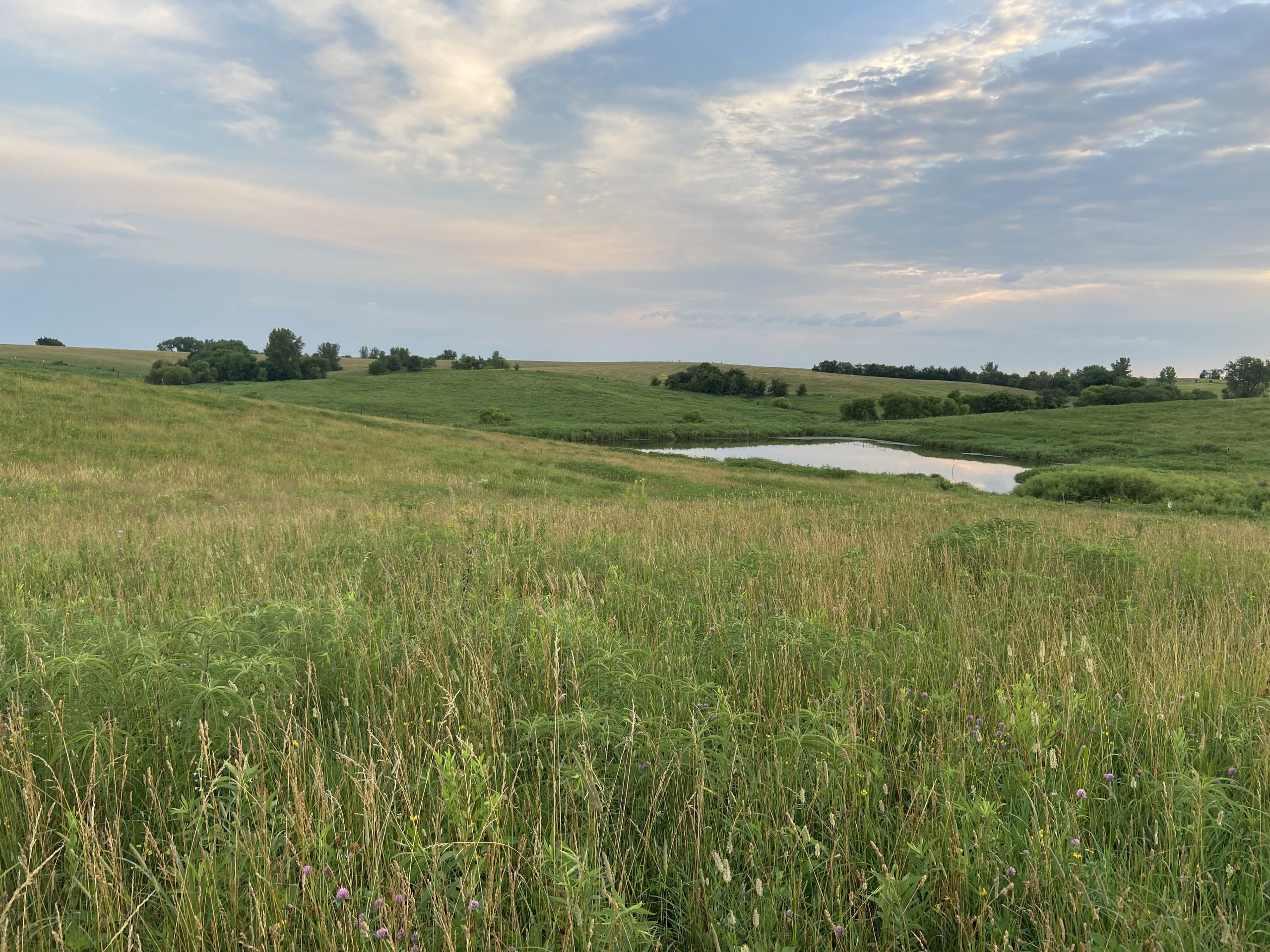 Dunn Ranch Prairie, a preserve of more than 3,000 acres in northwest Missouri, is home to more than 100 species of birds. Photo courtesy of Matt Longabaugh