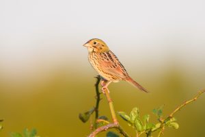 The Henslow’s sparrow, like most grassland birds, is in decline. It is designated a Bird of Conservation Concern by the U.S. Fish and Wildlife Service. Photo courtesy of Matt Longabaugh