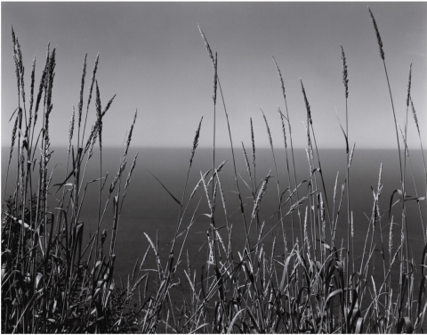 edward-weston_grass-and-sea_big-sur-1937