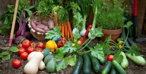 gary-food-council-from-the-garden-1024518