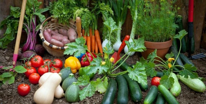 gary-food-council-from-the-garden-1024518