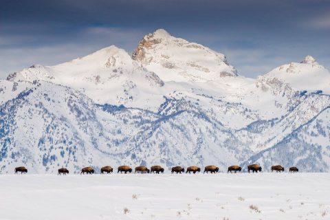 wyoming-wildlife-advocates-bison-photo-contest-2017-photo-by-todd-joubert