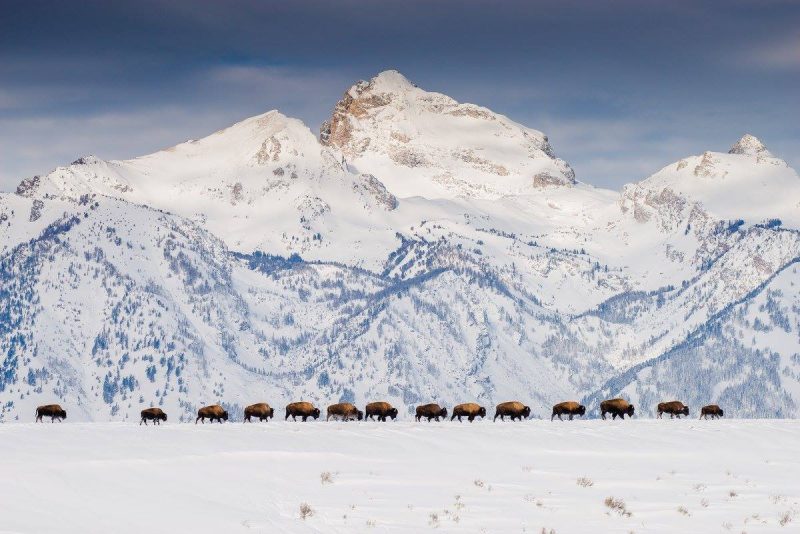 wyoming-wildlife-advocates-bison-photo-contest-2017-photo-by-todd-joubert