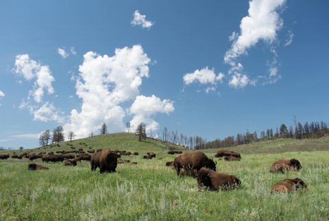 black-hills-environmental-coalition