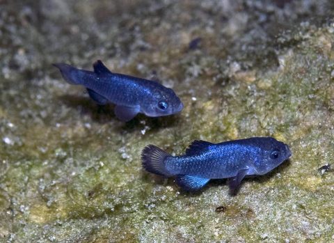 devilsholepupfish